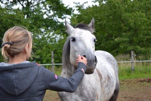 LE COACHING ASSISTE PAR LES CHEVAUX  OU EQUICOACHING